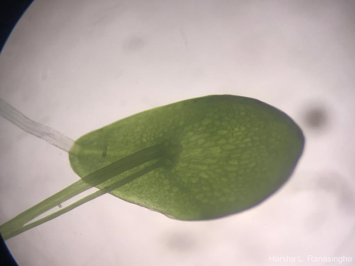 Spirodela punctata (G.Mey.) C.H.Thomps.